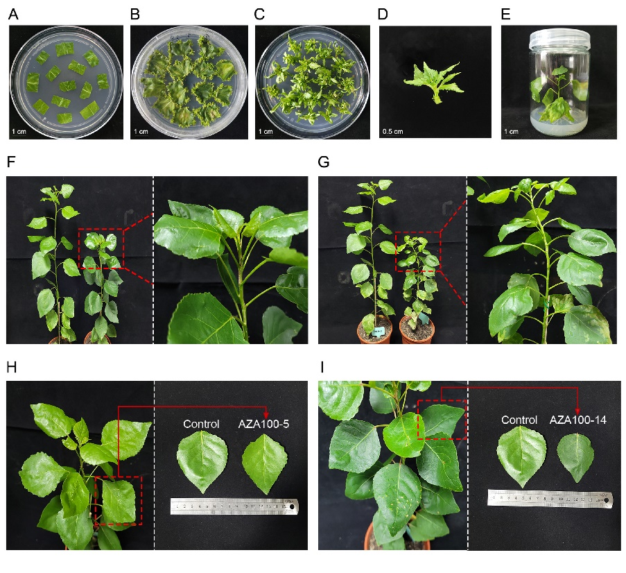 图片1_50650图片1